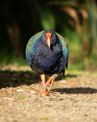 A Takahe - A rare New Zealand flightless bird