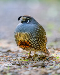 Close-up of a California Quail bird in New Zealand