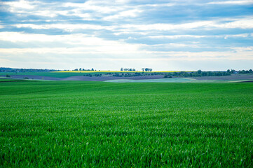 Lush green wheat fields dominate the countryside, thriving under soft clouds in a refreshing early growth period