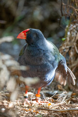 A Takahe - A rare New Zealand flightless bird