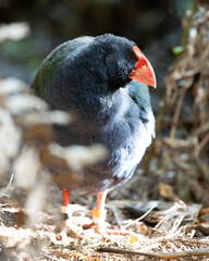 A Takahe - A rare New Zealand flightless bird