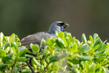A North Island Kokako bird in New Zealand