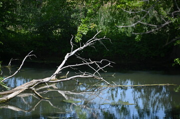 Dead Tree in a River