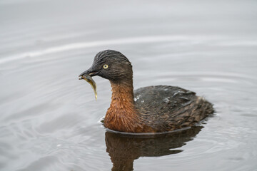 A New Zealand Dabchick – rare native grebe on a lake hunting for tadpoles