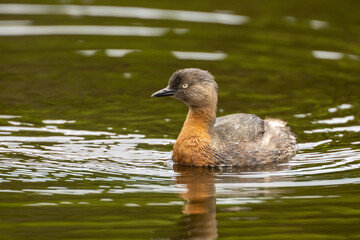 A New Zealand Dabchick – rare native grebe on water