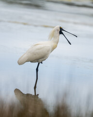 A Royal Spoonbill  bird in New Zealand