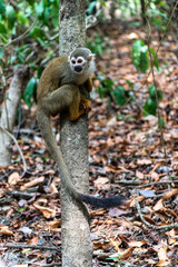 Guianan squirrel monkey, Saimiri sciureus at the sloth path on the Jari Canal at Alter do Chao,...