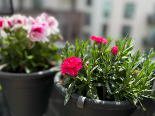 Beautiful vibrant pink Carnations decorative balcony flowers in a flower pot hanging on a balcony terrace fence close up