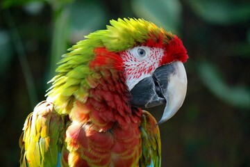 red and yellow macaw