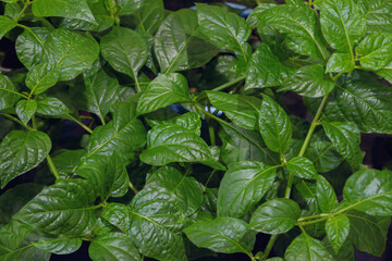 Habanero chocolate young plant. Sprout of Habanero Chili Pepper Plant