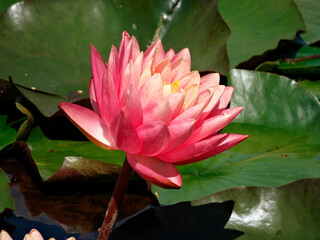 A single, vibrant pink lotus floats on calm water with lily pads scattered around The close-up...