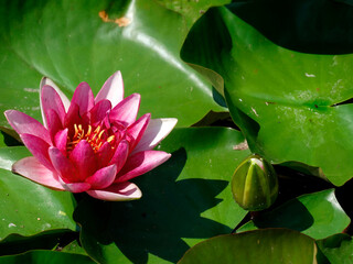 A single open lotus flower floating on water surrounded by varying green lily pads, with its...