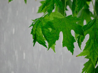 A vibrant maple leaf, positioned centrally, overlaid on a soft blur of raindrops falling diagonally...