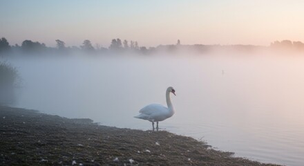 Swan by the Lake, Photos