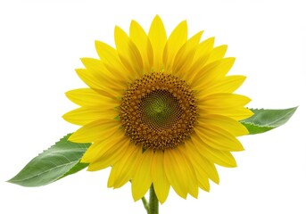 Fototapeta premium Isolated sunflower bloom close up