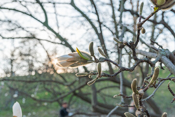 Image shows close-up of flowering branches against an outdoor backdrop, suggesting growth and natural progression Light highlights the textured branches and delicate flowers, evoking themes like ren