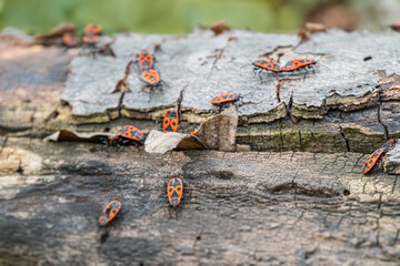 Close-up of ladybugs on weathered wood, various sizes, red with black spots, natural lighting, shallow depth of field