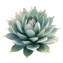 Fototapeta premium Stunning Blue Agave succulent detailed view serene beauty