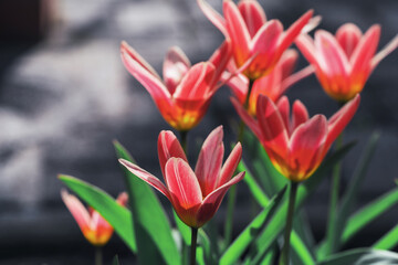 Fototapeta premium Beautiful blooming pink tulips in a sunny garden showcasing vibrant colors during springtime.