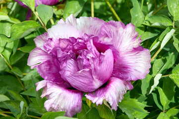 Purple and White Tree Peony Flower in Bloom