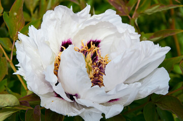Blooming White Tree Peony Flower with Dark Center