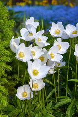 White Anemone Flowers in a Garden with Blue Flowers in the Background