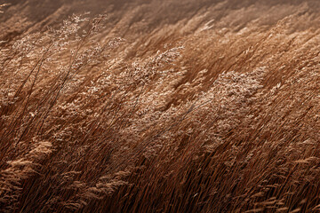 Golden Wheat Field in Wind: Capture the essence of autumn, the golden wheat field dances gracefully in the wind, soft golden hues and gentle sway create a scene of tranquility and beauty.