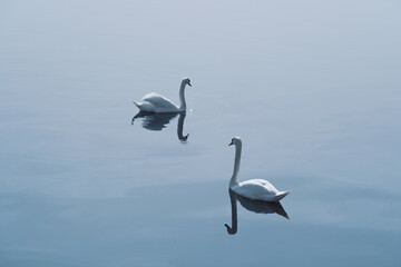 Swans glide gracefully across a serene lake under soft morning light in a tranquil natural setting.