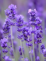 Obraz premium Lavender flowers blooming in a soft purple background 