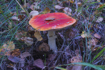 Amanita muscaria, commonly known as the fly agaric or fly amanita.