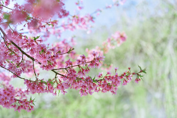 Branches of pink cherry blossoms sway gently in the spring breeze against a soft green background.