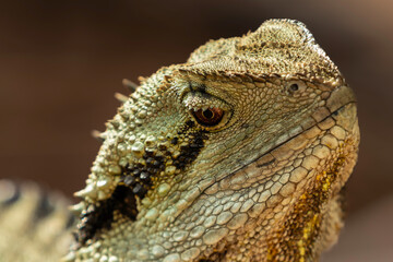lizard on the tree