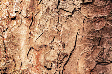 Close-up view of intricate bark textures showcasing natural patterns and colors found on a tree in a forest.
