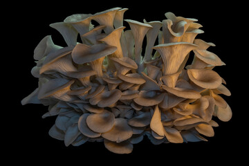 Mushrooms black background 