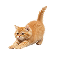 Ginger kitten stretching its body with tail upstanding while looking forward with innocent eyes, isolated on transparent background