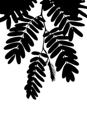 Silhouette of Tree Branch with Leaves
