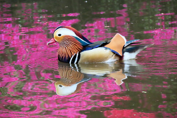 Mandarin duck at Richmond Park