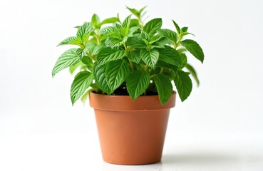 Vibrant green mint plant in terracotta pot, isolated white background. Fresh leaves, culinary herb, essential oils, aromatherapy. Perfect for indoor gardening, wellness, healthy living, natural