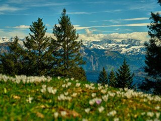Majestic view of snow-capped mountains with blooming flowers under a bright blue sky