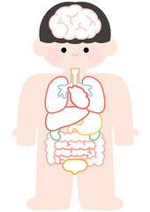  인체 주요 기관 알아보기 일러스트
