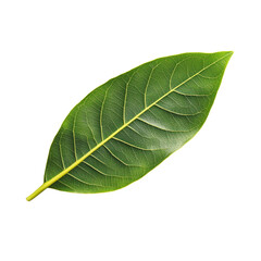 Obraz premium Frangipani leaf on a clean transparent background highlighting its natural texture and green color in bright light, Frangipani leaf on transparent backgroundfile