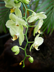 Blooming Phalaenopsis collector's orchids displayed in a botanical garden. The vibrant flowers  in shades of green create an elegant and exotic floral composition.