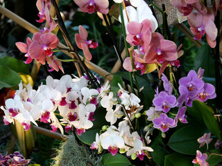 Various blooming Phalaenopsis collector's orchids displayed in a botanical garden. The vibrant flowers — in shades of white, pink, and purple — create an elegant and exotic floral composition.