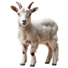 Fototapeta premium Captivating portrayal of a domestic goat with bright white fleece and small horns