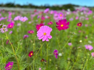 Obraz premium Close-up of a Pink Cosmos Flower in Full Bloom Description: A single pink cosmos flower in sharp focus, surrounded by a colorful flower field in the background.