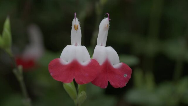 Tokyo,Japan - May 11, 2025:Closeup of salvia microphylla or cherry sage or baby sage in full bloom in the Morning