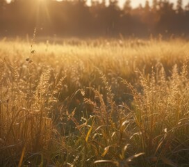 Obraz premium Golden hour light bathes abstract autumnal meadow in hazy glow Dew-kissed grasses shimmer , dew, countryside