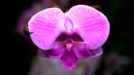 Vibrant pink orchid blossom captured in detail against a dark backdrop in a botanical garden during springtime