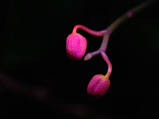 Delicate pink orchid buds emerging against a dark background in a tropical rainforest during twilight hours