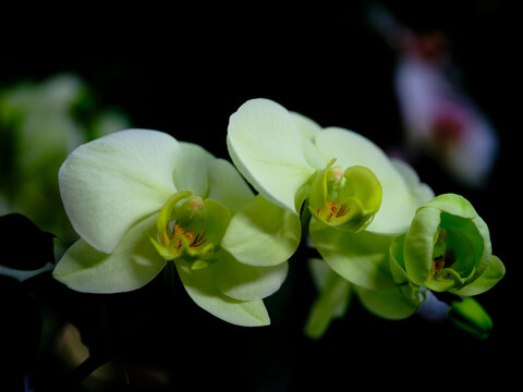 Blooming orchids showcase vibrant green hues in a tranquil indoor setting during springtime